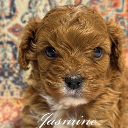 Jasmine - Brown female Cavapoo puppy in Hallsville, Missouri from Cedar Hill Pups