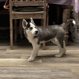 Siberian Husky Puppies from McDonald's Homegrown Huskies