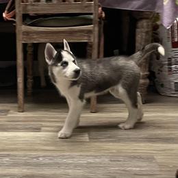 Siberian Husky Puppies from McDonald's Homegrown Huskies