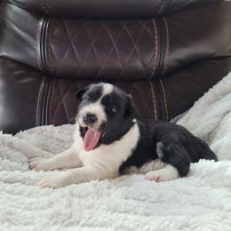 Titan - Black and white Border Collie puppy in Morgan, Texas from Shooting Star Ranch