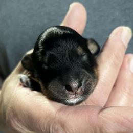 Girl 1 - Black white and tan female Springerdoodle puppy in Sterling, Michigan from Springerdoodles In MI