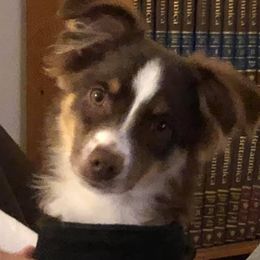 Miniature Australian Shepherds from Pepper's Pups