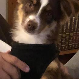 Miniature Australian Shepherds from Pepper's Pups