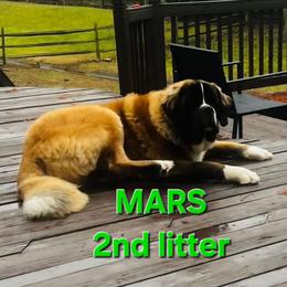 MARS - Saint Bernard