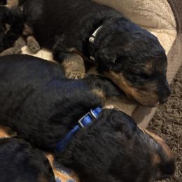 Sailor - Black and tan female Airedale Terrier puppy in Huntersville, North Carolina from Cool Hand Luke Kennels