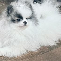 Tio - Tri-colored male Pomeranian puppy in Glendale, Arizona from Sun Flower Pom
