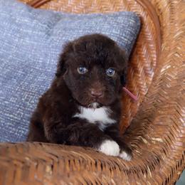 Girl 5 - female Portuguese Water Dog puppy in Hamptonville, North Carolina from Alabama Havanese Kennel Tidewater Kennel