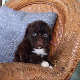 Girl 5 - female Portuguese Water Dog puppy in Hamptonville, North Carolina from Alabama Havanese Kennel Tidewater Kennel