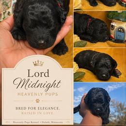 Lord Midnight - Black male Goldendoodle puppy in Duluth, Minnesota from heavenly Pups kennel
