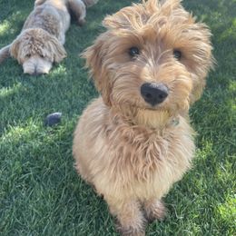 Goldendoodle Puppies from Golden Rule Doodles