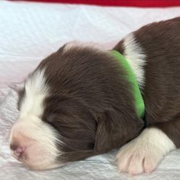 TA8 - Red tri-color male Australian Shepherd puppy in Ada, Ohio from Windy Hill Aussies