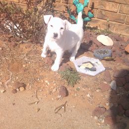 Parson Russell Terrier and Rhodesian Ridgeback Puppies from River Run Parson Russell terriers & River Run Ridgebacks