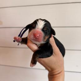 Bonnie - Tri-color female Bernese Mountain Dog puppy in Fort Meade, Florida from Baldwin Dood Ranch