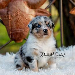 Ember - Blue merle female Australian Shepherd puppy in Olivehurst, California from Double M Aussies