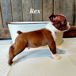 Rex - Red male Boston Terrier puppy in Ontario, Oregon from Keeper of the Stars