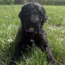 Monroe - Black and white female Sheepadoodle puppy in Lancaster, Pennsylvania from Bitler Family Puppies