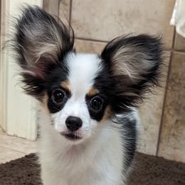 Joe - White black and tan male Papillon puppy in Blythewood, South Carolina from Southern Peach