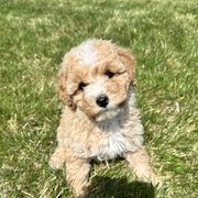 Scarlet - Apricot female Double Doodle puppy in Middleton, Idaho from Krystle’s Premier Doodles