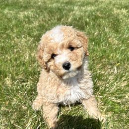 Scarlet - Apricot female Double Doodle puppy in Middleton, Idaho from Krystle’s Premier Doodles