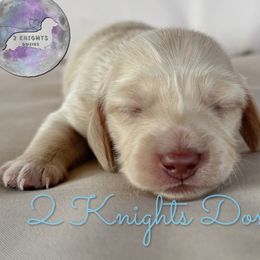 Jesse - Cream male Dachshund puppy in New Braunfels, Texas from 2 Knights Doxies