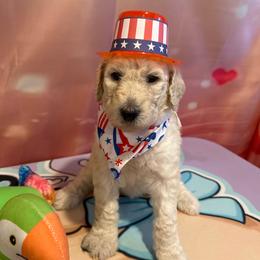 Georgette Frady - White female Poodle puppy in Mobile, Alabama from Semmy’s Standard Poodle LLC
