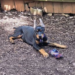 Girl 3 - Black and rust Doberman Pinscher puppy in Hollyberry, Georgia from Jeti Dobermans