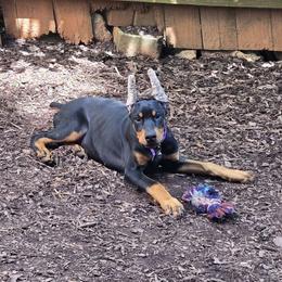 Girl 3 - Black and rust Doberman Pinscher puppy in Hollyberry, Georgia from Jeti Dobermans