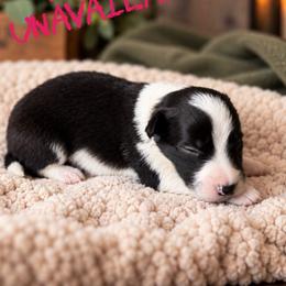 Bo peep - Black female Border Collie puppy in Sanger, California from Flying M Cactus Ranch Buddies