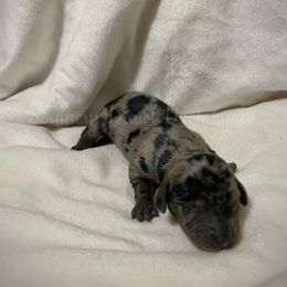 Prancer - Dapple female Dachshund puppy in Colbert, Georgia from Southern Drawl Dachshunds