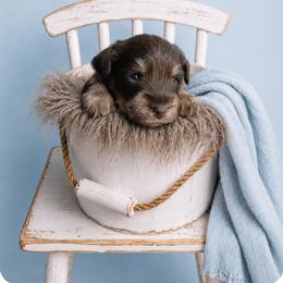 Aldous - Liver male Miniature Schnauzer puppy in Winter Haven, Florida from The Blue Eyed Schnauzer
