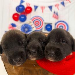 Girl 3 - Brindle female Irish Wolfhound puppy in Burlington, Kentucky from Cu Faoil Kennels