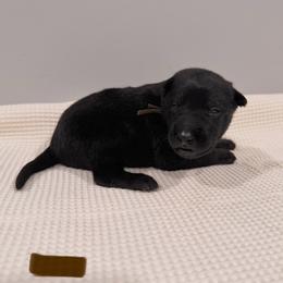 Brown - Black sable female Belgian Malinois puppy in Muskegon, Michigan from Red Acres Working Line K9s
