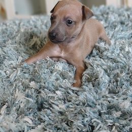Katie - Blue fawn female Italian Greyhound puppy in Lancaster, Texas from Lopez G Kennel