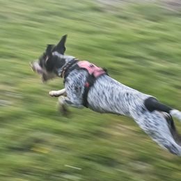 Bluetick Coonhounds from Puyallup Bluetick Coonhounds