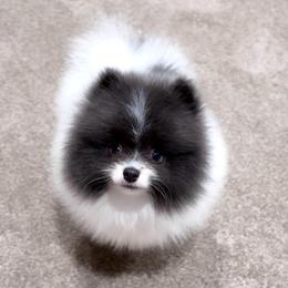 Blue Parti Boy AKC - Blue parti male Pomeranian puppy in Princeton, New Jersey from PureLove Poms.