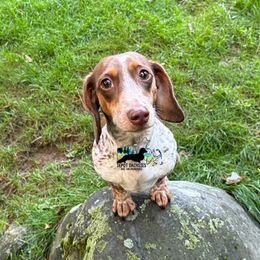 Hope - Dachshund