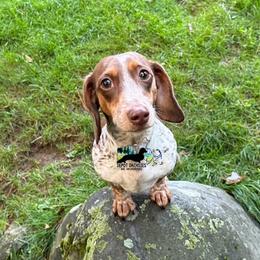 Hope - Dachshund
