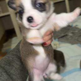 Female - Black and tan female Pembroke Welsh Corgi puppy in Walters, Oklahoma from Solo Spur Ranch
