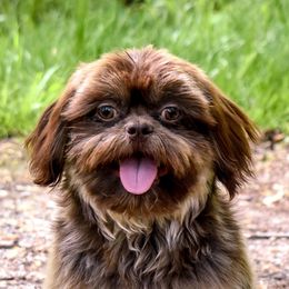 Cuervo - Shih Tzu
