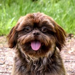 Cuervo - Shih Tzu
