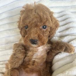 AKC Joanna - Red  female Poodle puppy in Dallas, Georgia from West Cobb Dogs