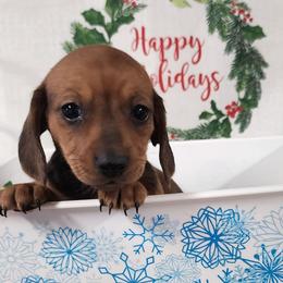 Pumpkin - Red female Dachshund puppy in Anaconda, Montana from Williams Family Dachshunds