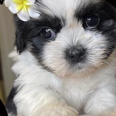 Mal-Shis, Maltese, and Shih Tzus from Big Island Shih Tzu Maltese