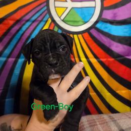Green - Brindle male Boxer puppy in Caspian, Michigan from Andrus Family Boxers