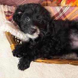 Athena (Black Collar) - Black female Goldendoodle puppy in Lake Panasoffkee, Florida from Donnas Deluxe Doodles LLC