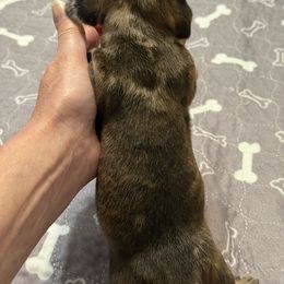 Moose - Dapple male Dachshund puppy in Raeford, North Carolina from Army of Dachshunds
