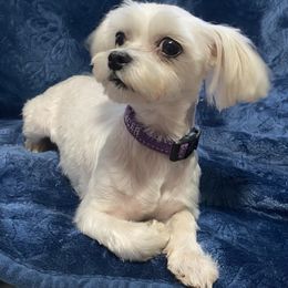 Dancer - Maltese