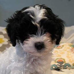 Cavapoos, Goldendoodles, Poodles, and Shihpoos from Sugarland's Texas Goldendoodles