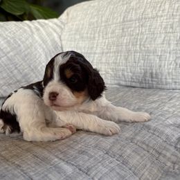 Dan - Liver white and tan male Springerdoodle puppy in Dundee, Ohio from Evalina Miller's Spaniels