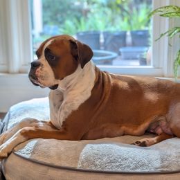 Tibi - Boxer